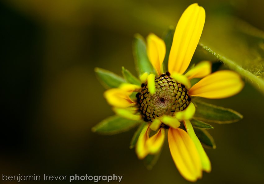 Benjamin Trevor Photography